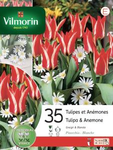 Tulipe Anémone En Mélange (x35)